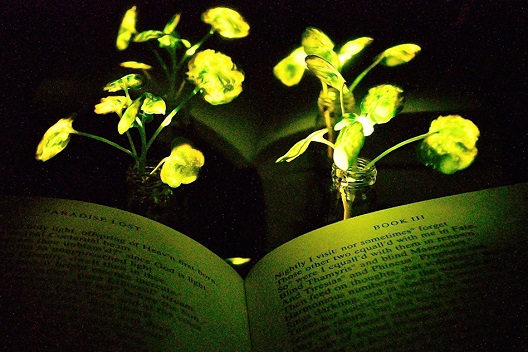 Дали светлечките билки се осветлувањето на иднината?